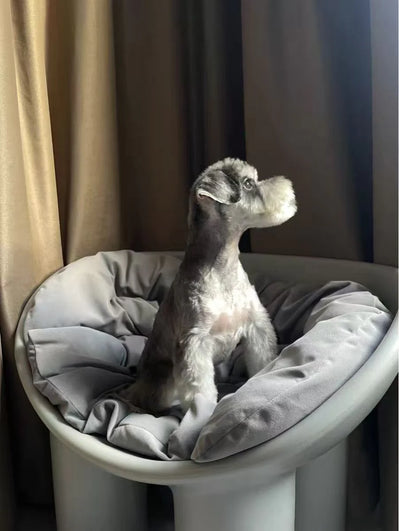 Dog sitting on a gray pet bed with curtains in the background