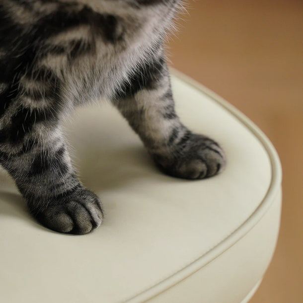 Close-up of a cat's paw on a white surface with a blurred background