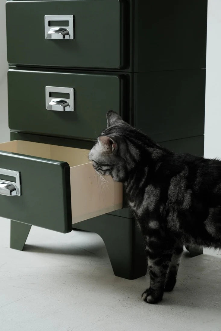 Cat standing next to a set of green filing cabinets.