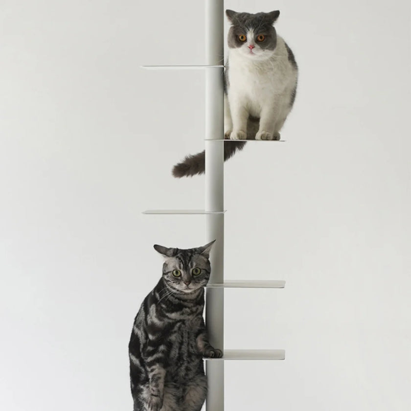 Two cats on a white ladder against a white background
