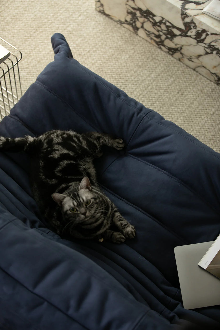Cat lying on a blue sofa with a book next to it