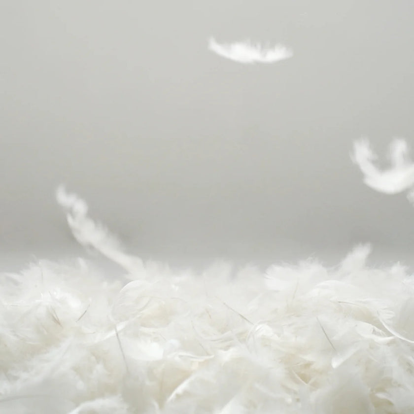 Close-up of white feathers on a light gray background